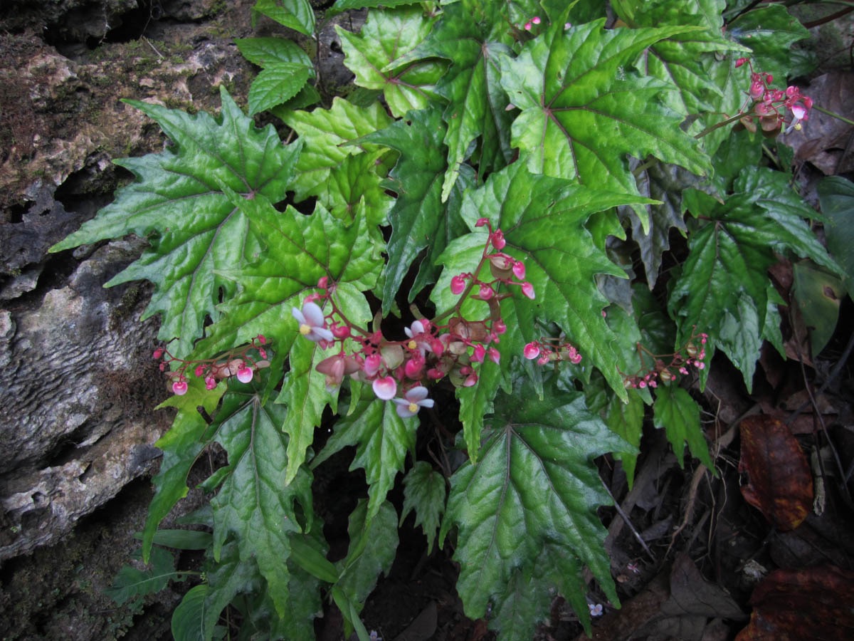 B. collisiae